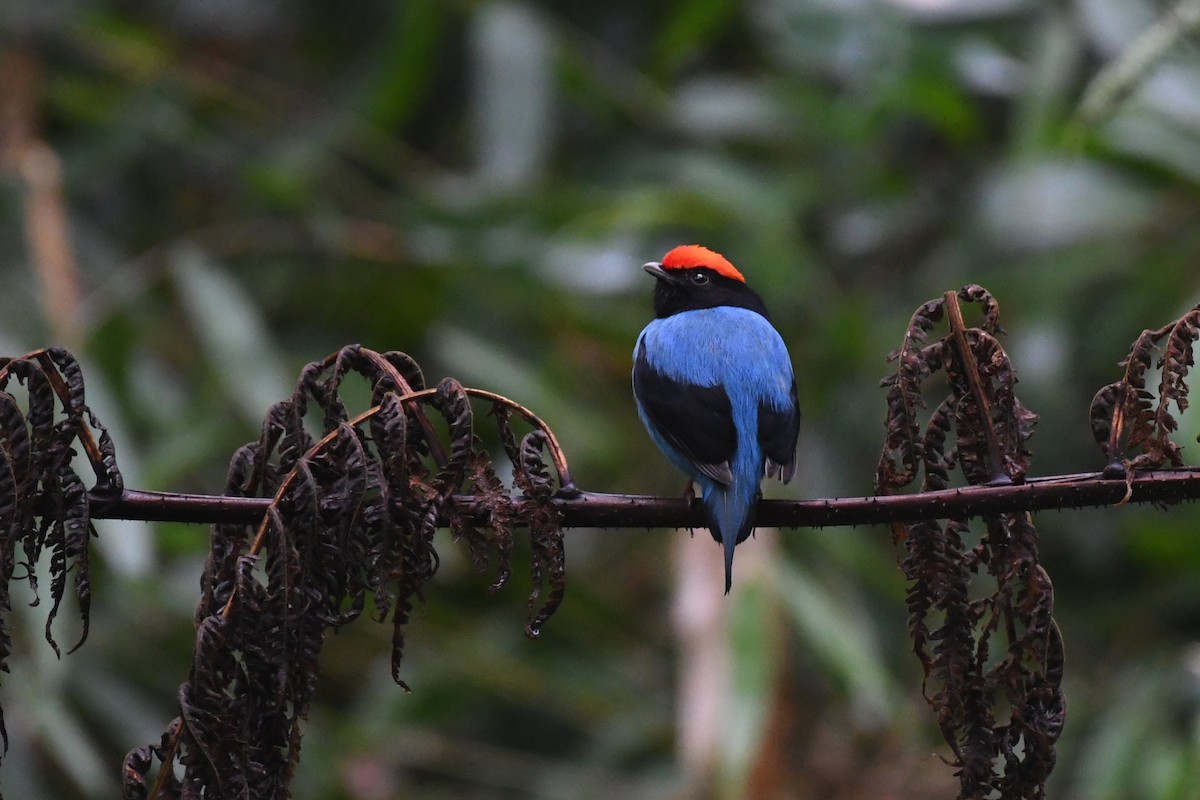 Swallow-tailed Manakin - ML625932784