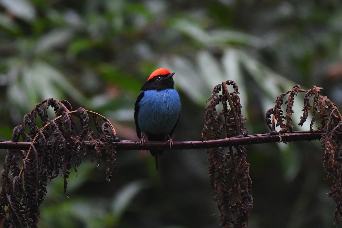 Swallow-tailed Manakin - ML625932785
