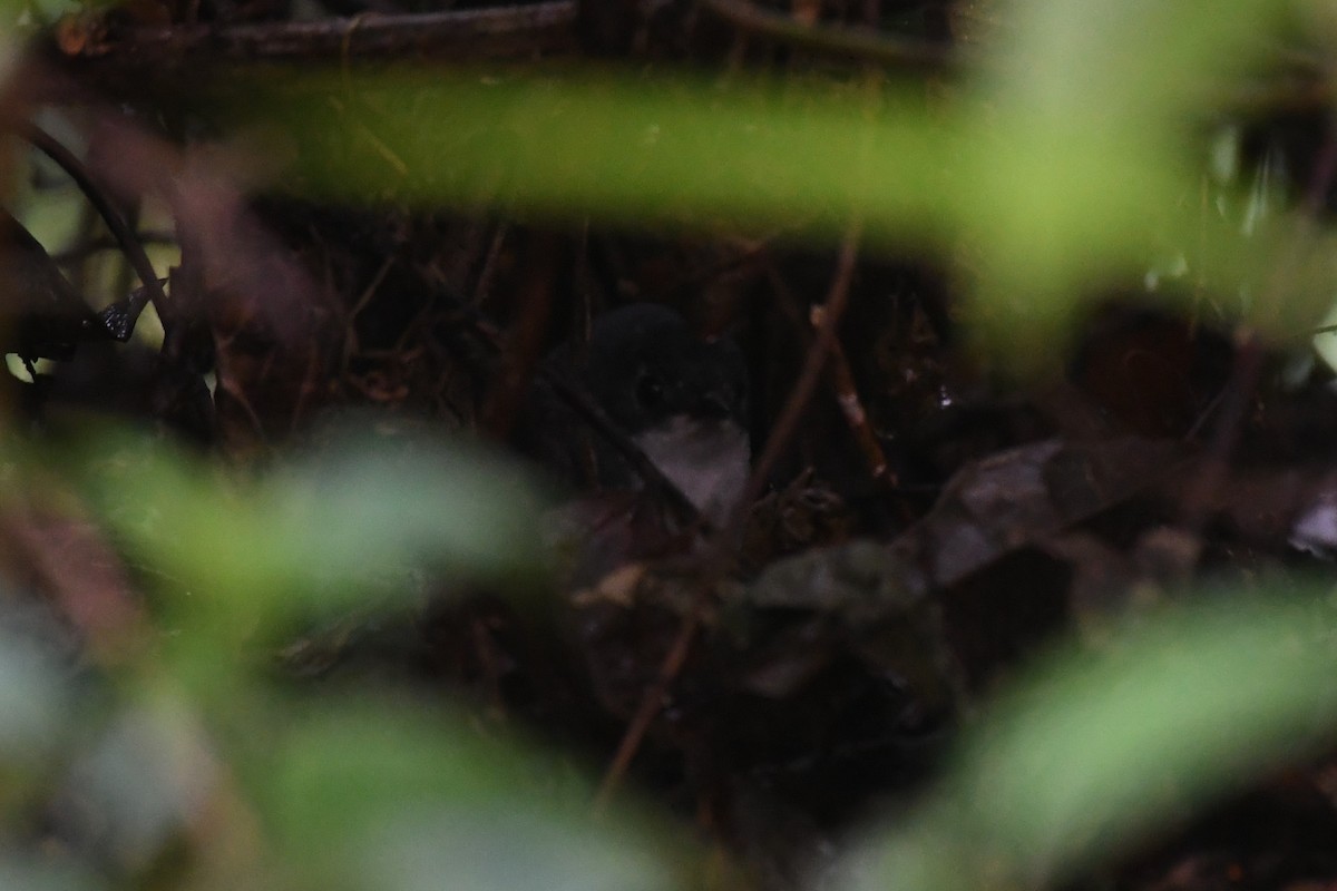 White-breasted Tapaculo - ML625932792