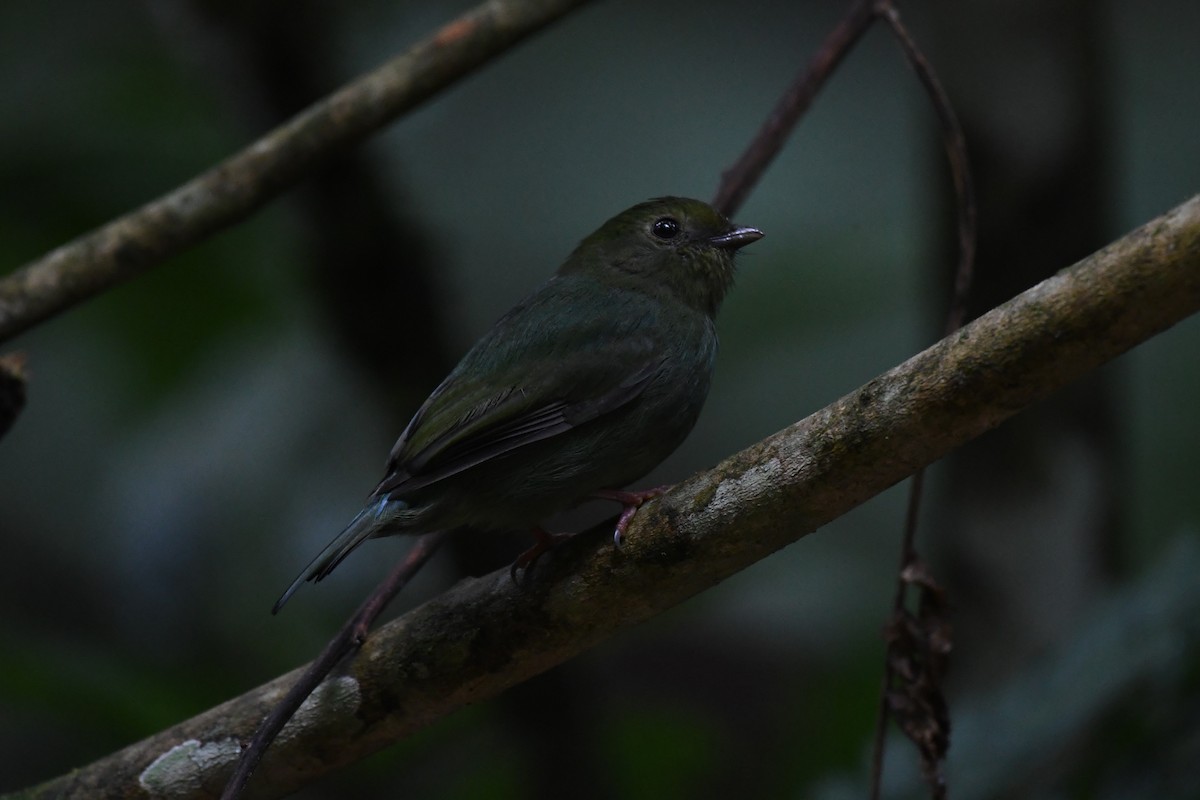 Swallow-tailed Manakin - ML625932796