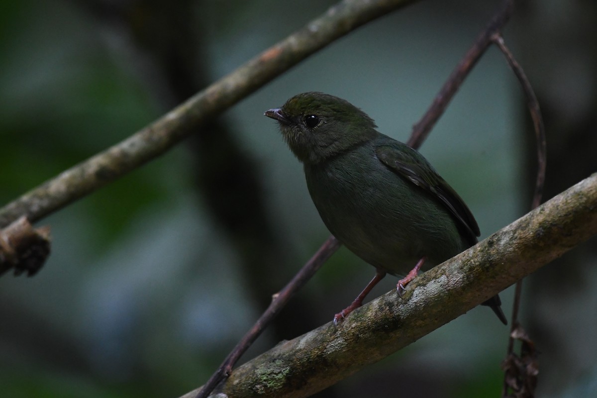 Swallow-tailed Manakin - ML625932797