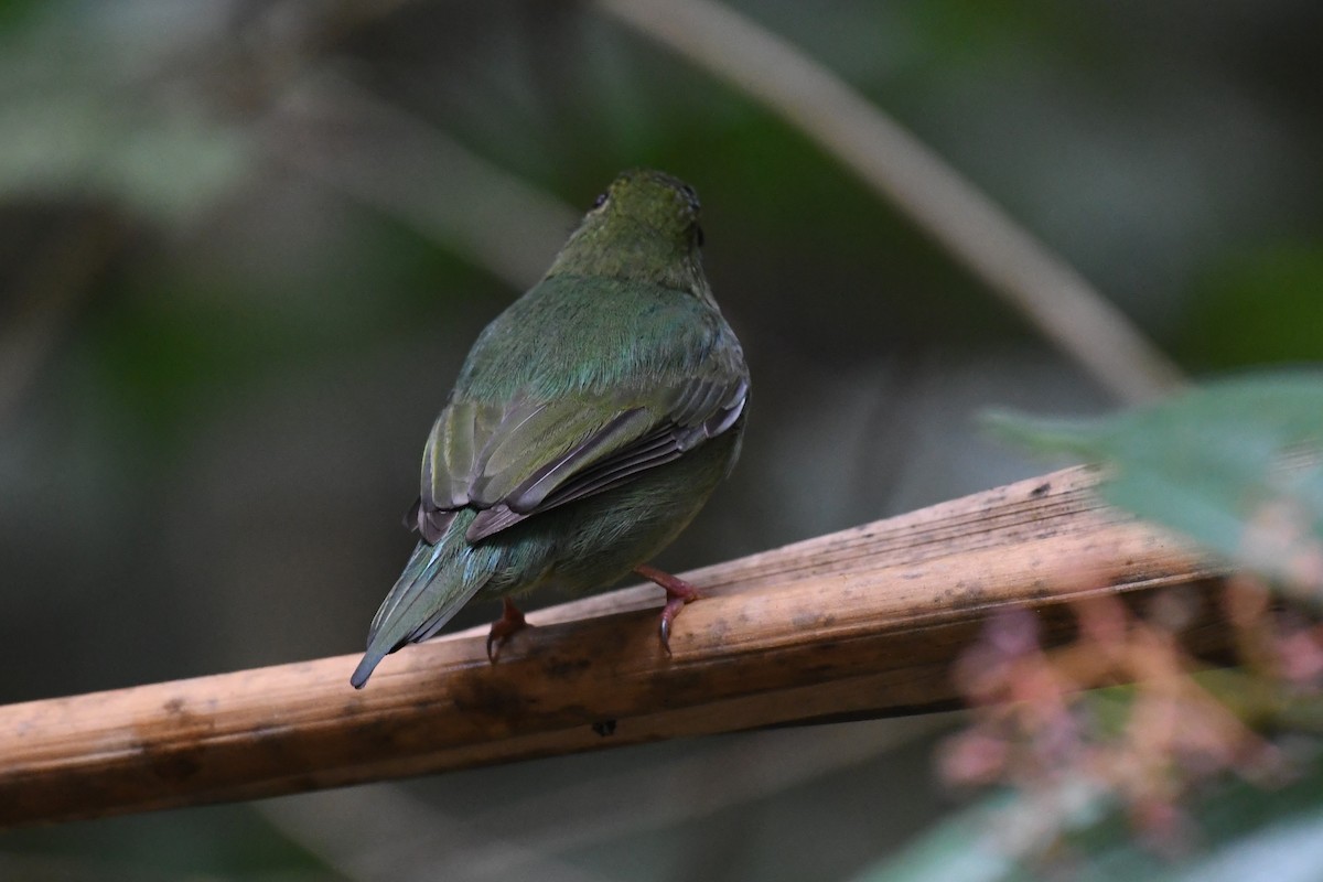 Swallow-tailed Manakin - ML625932798