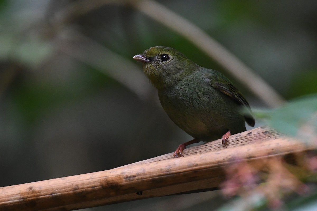 Swallow-tailed Manakin - ML625932799