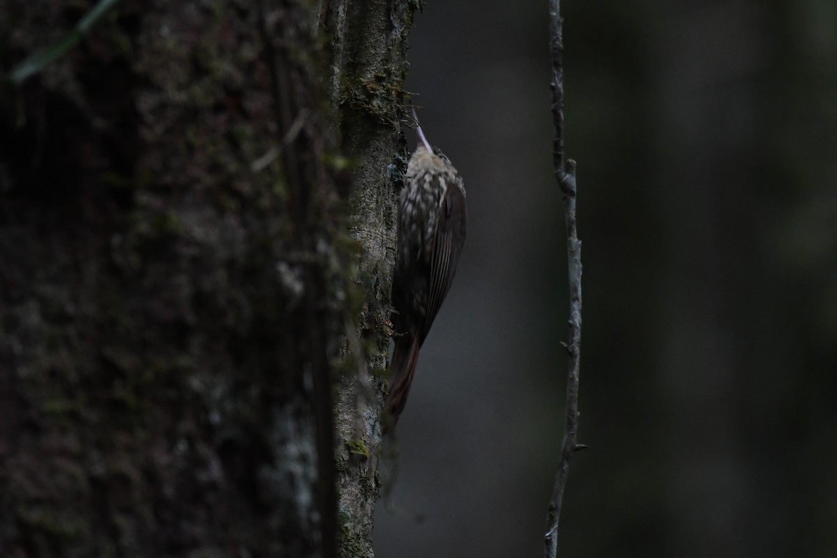 Lesser Woodcreeper - ML625932807