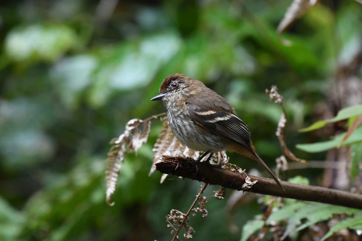 Blue-billed Black-Tyrant - ML625932815