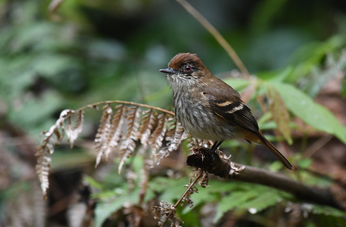 Blue-billed Black-Tyrant - ML625932816