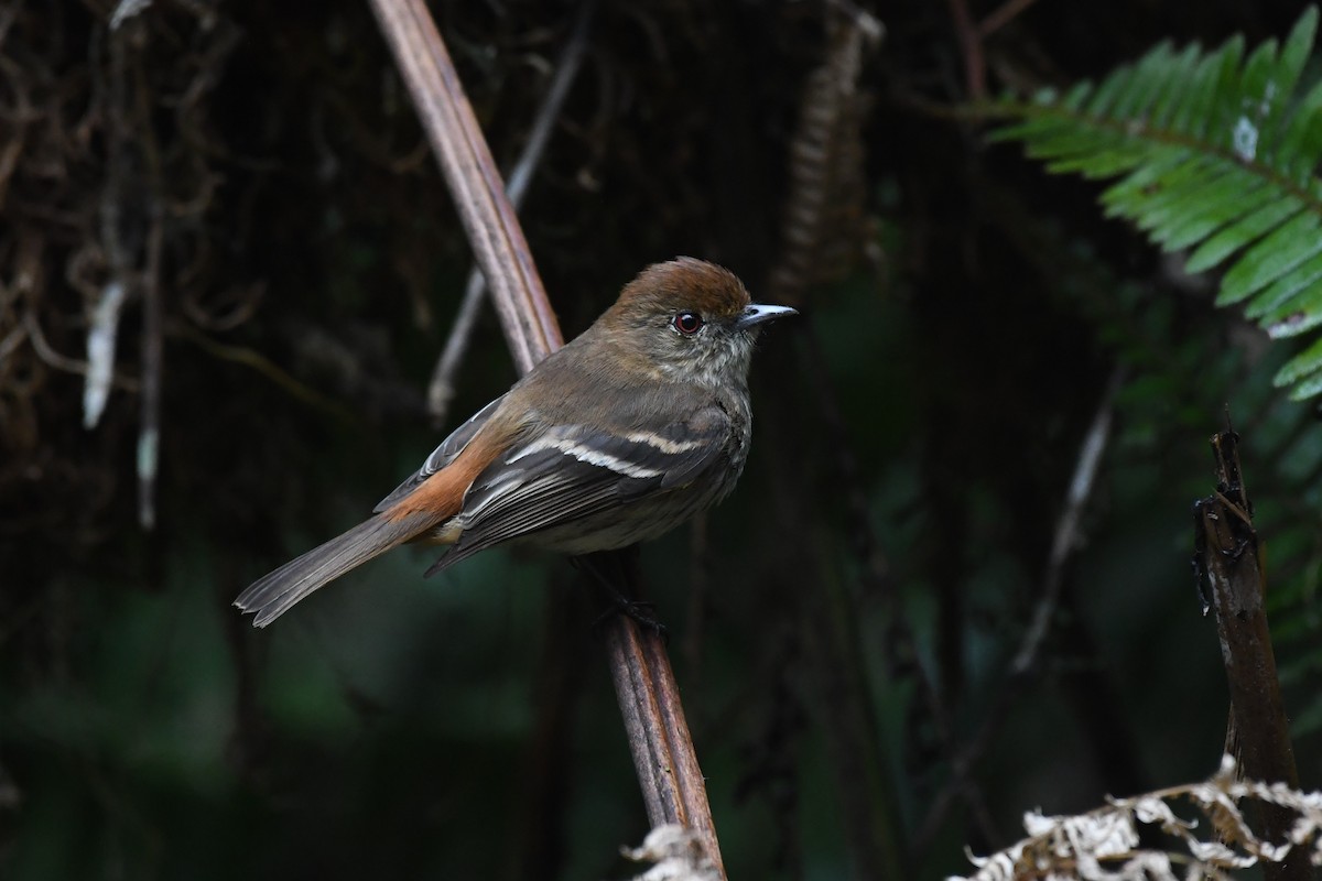 Blue-billed Black-Tyrant - ML625932817