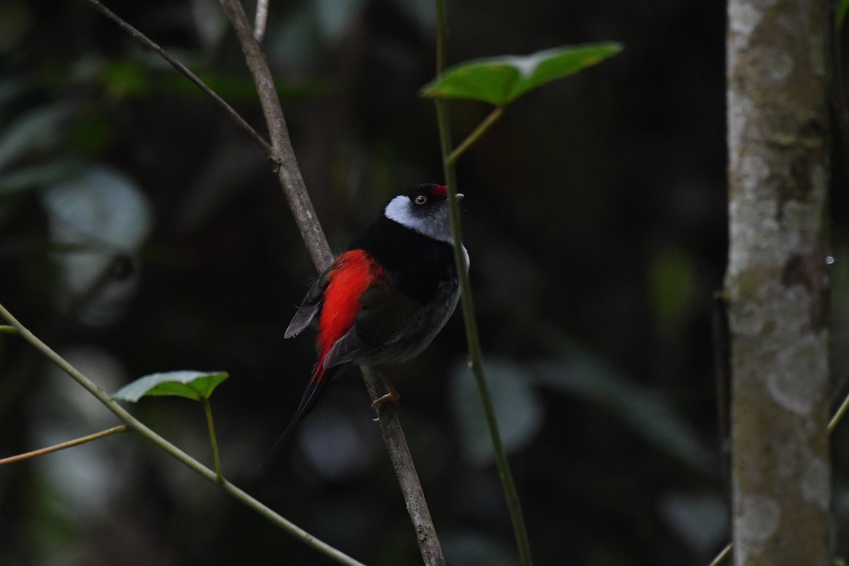 Pin-tailed Manakin - ML625932843