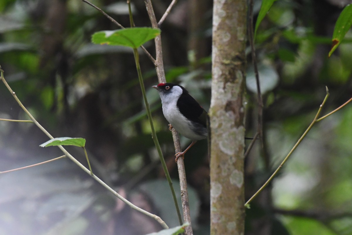 Pin-tailed Manakin - ML625932844