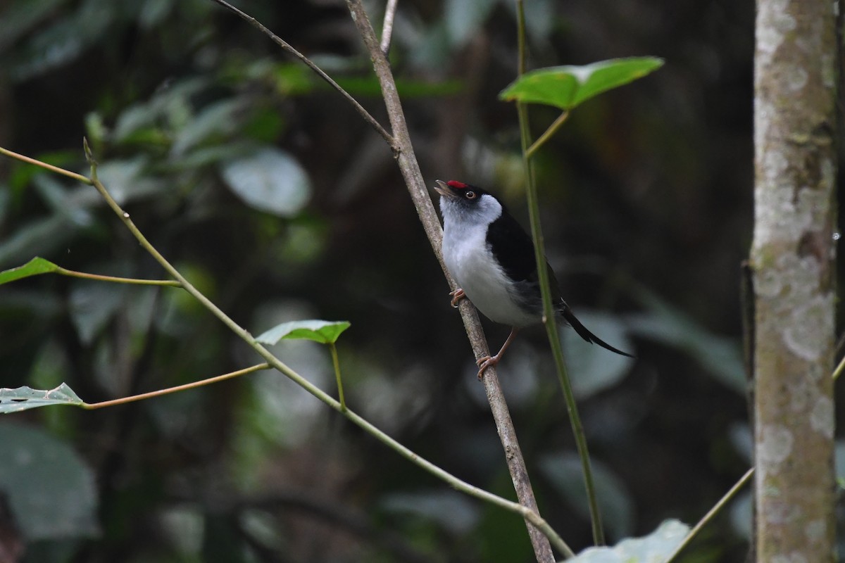 Pin-tailed Manakin - ML625932846