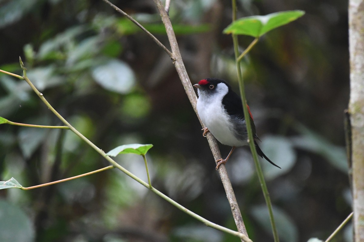 Pin-tailed Manakin - ML625932847