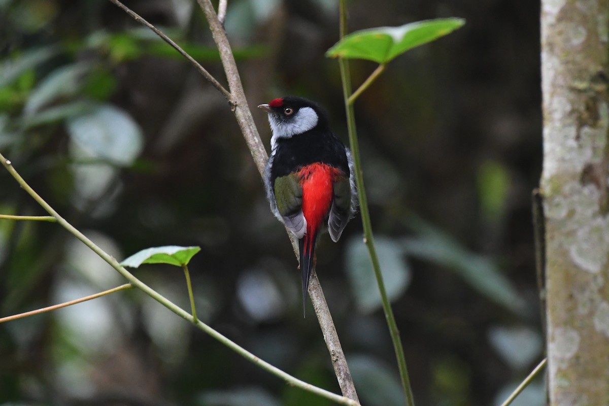 Pin-tailed Manakin - ML625932848