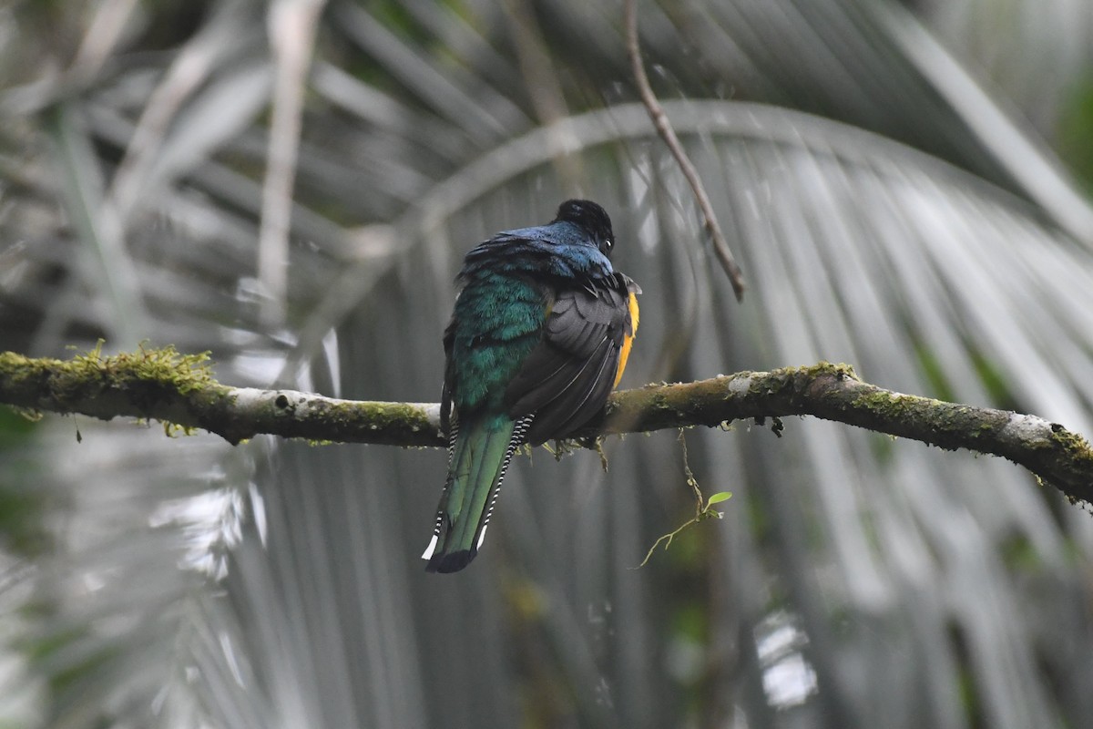 Atlantic Black-throated Trogon - ML625932866