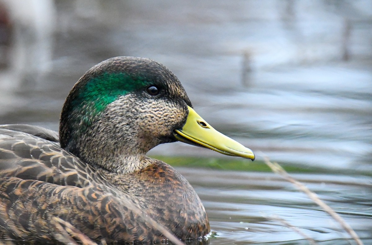 Mallard x American Black Duck (hybrid) - ML625933163