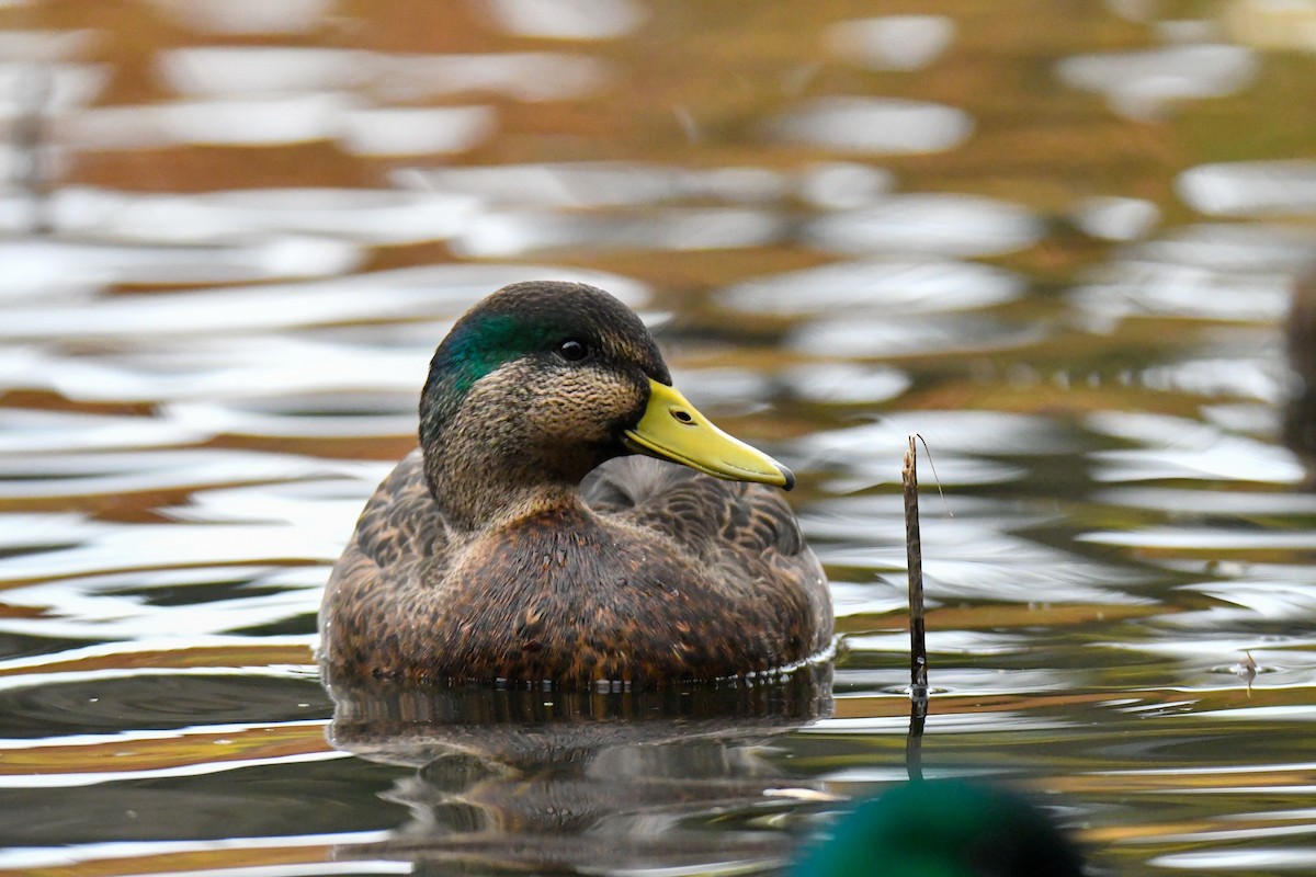 Mallard x American Black Duck (hybrid) - ML625933164