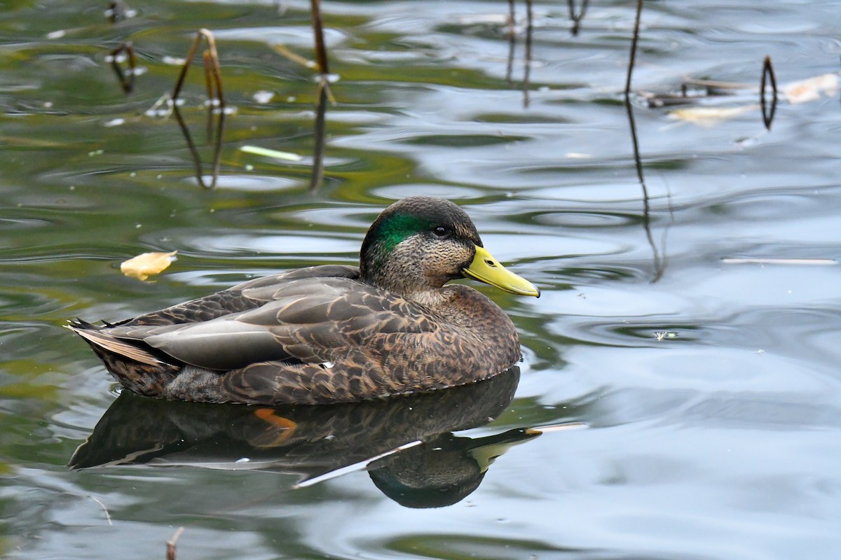 Mallard x American Black Duck (hybrid) - ML625933165