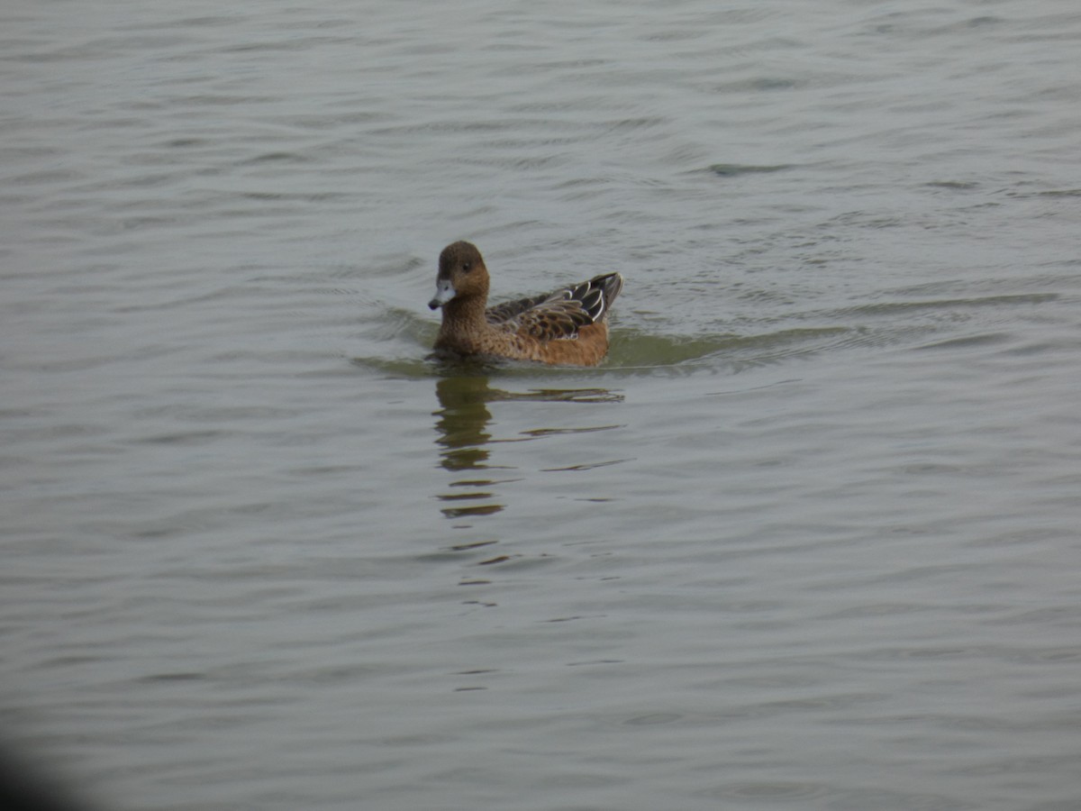 Eurasian Wigeon - ML625933348