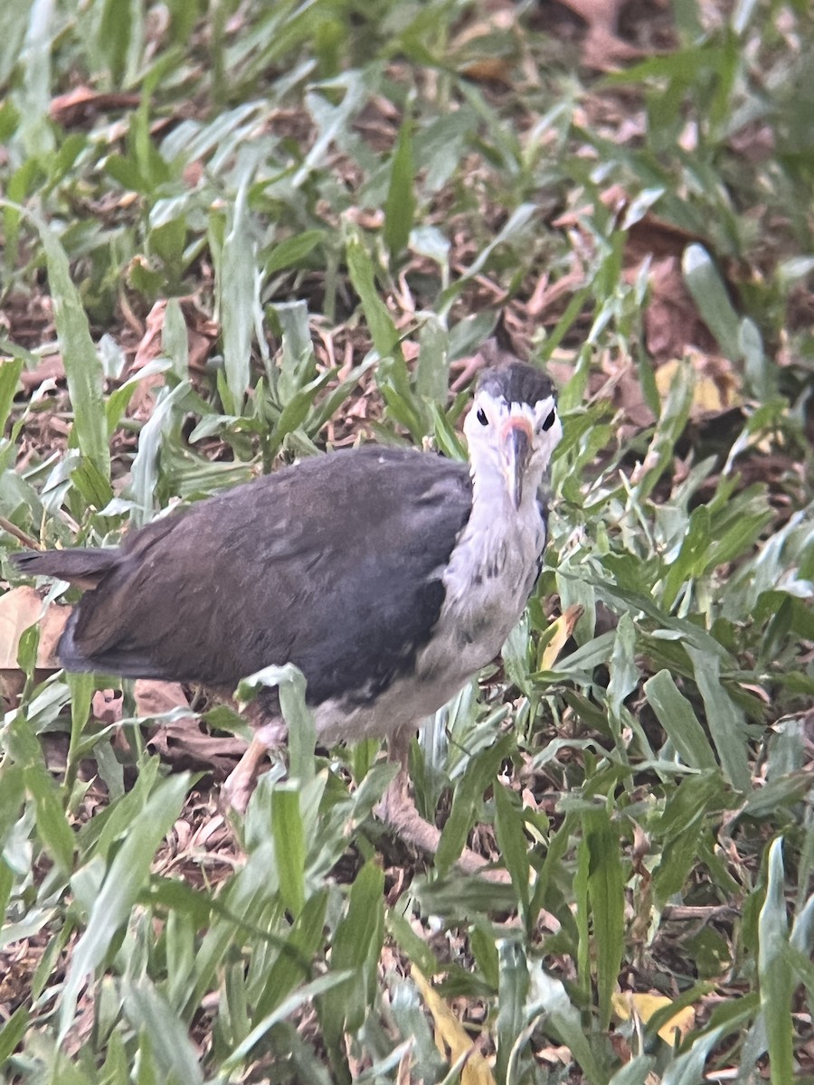 White-breasted Waterhen - ML625933355