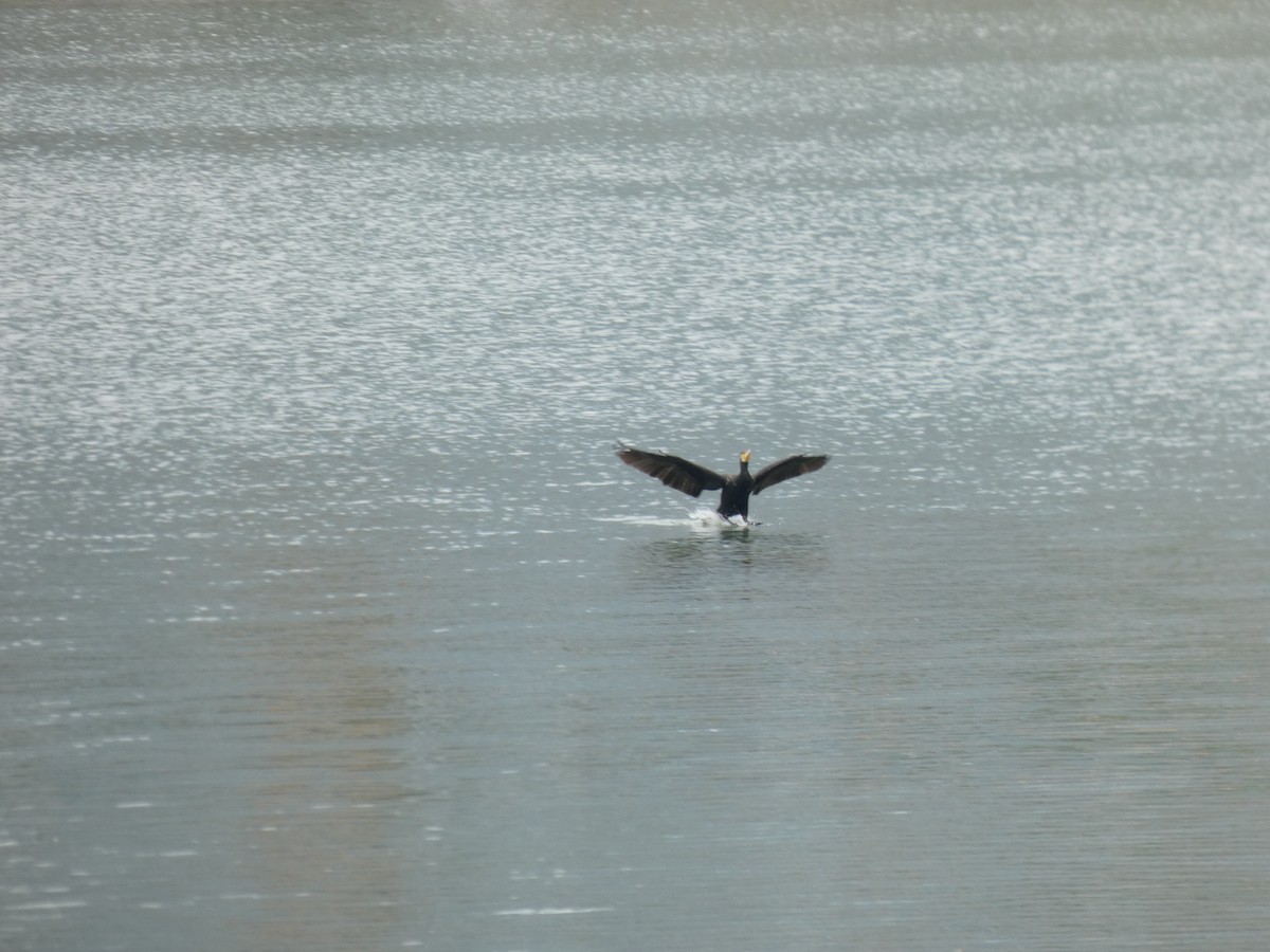 Great Cormorant - ML625933363
