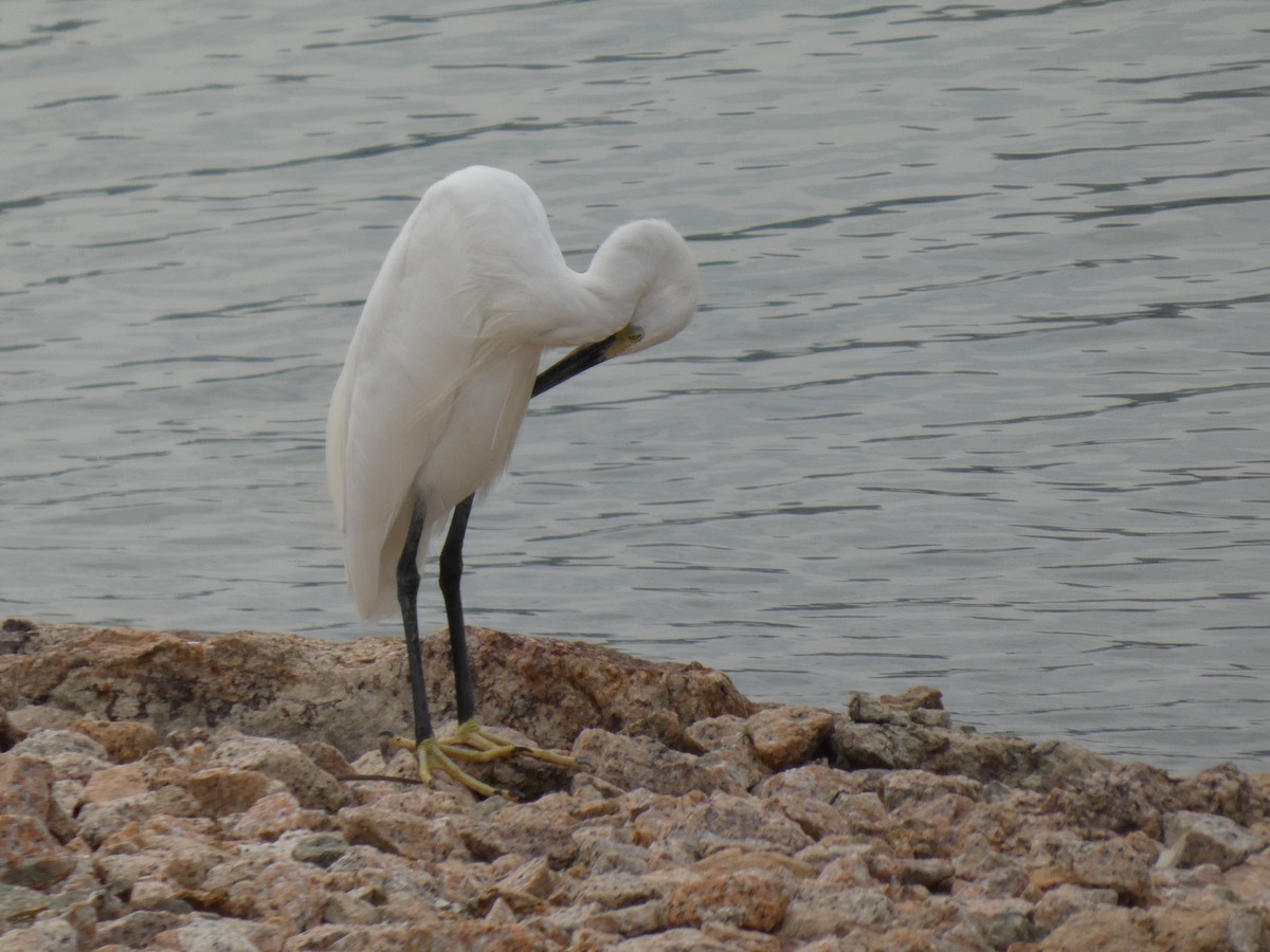 Little Egret - ML625933365