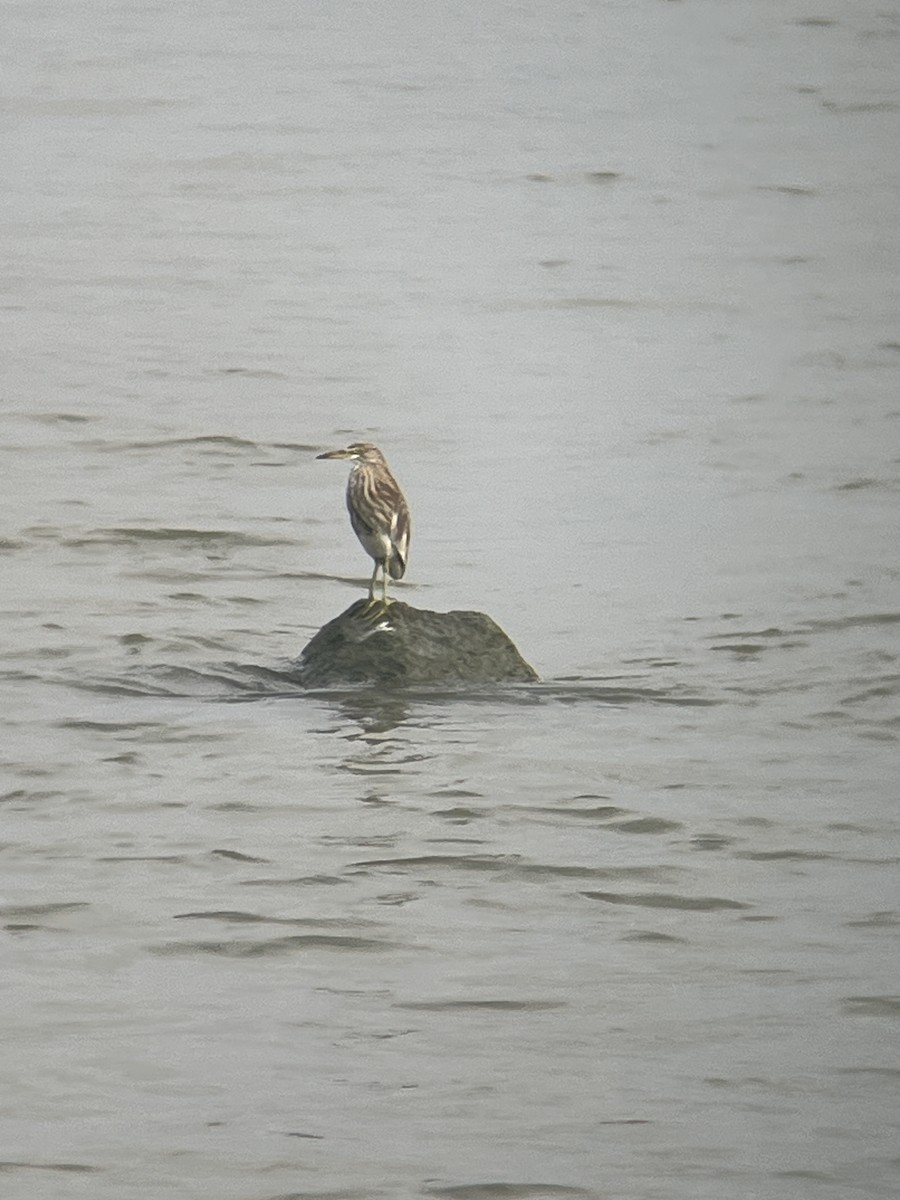 Chinese Pond-Heron - ML625933367