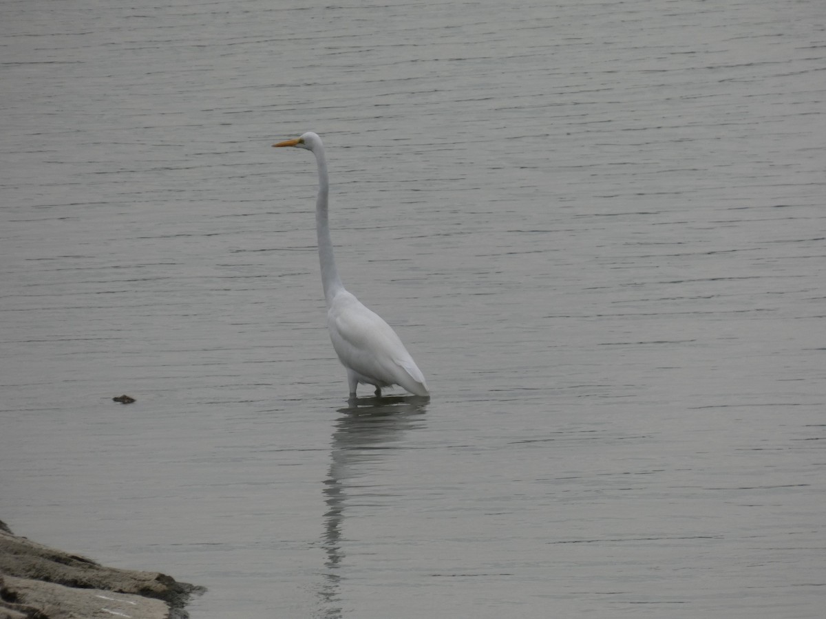 Great Egret - ML625933369
