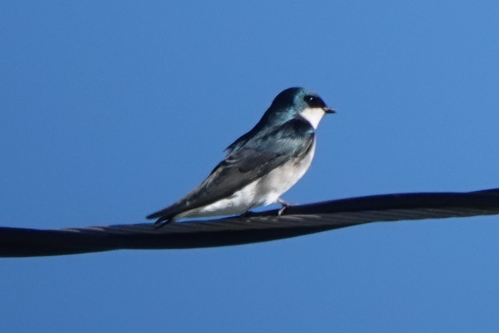 Tree Swallow - ML625933500
