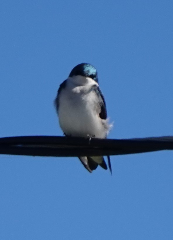 Tree Swallow - ML625933535