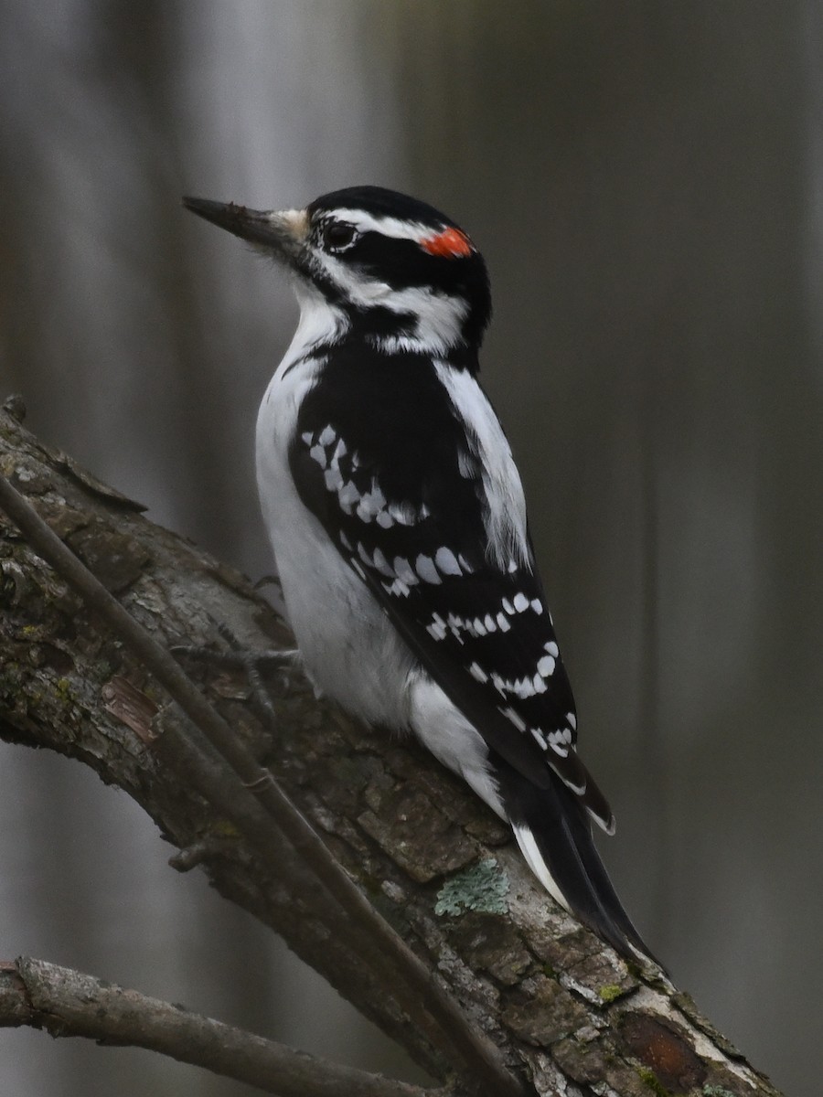 Hairy Woodpecker - ML625933564