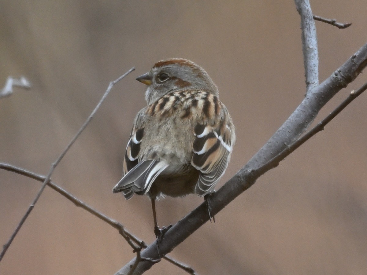 American Tree Sparrow - ML625933572