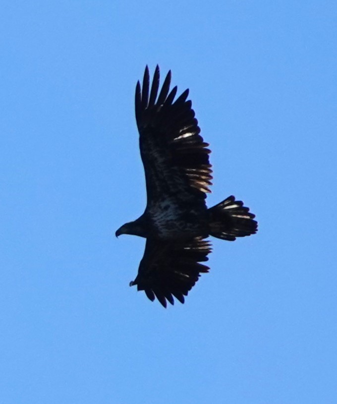 Bald Eagle - ML625933577