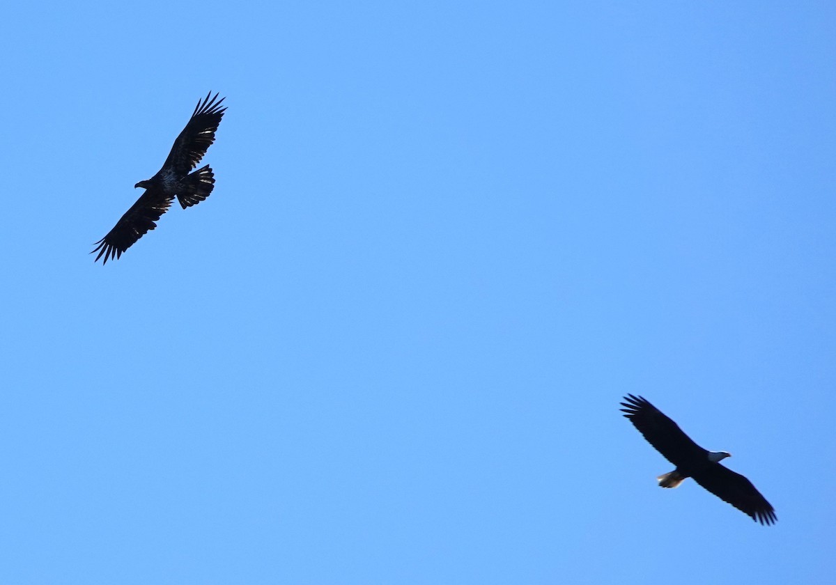 Bald Eagle - ML625933578