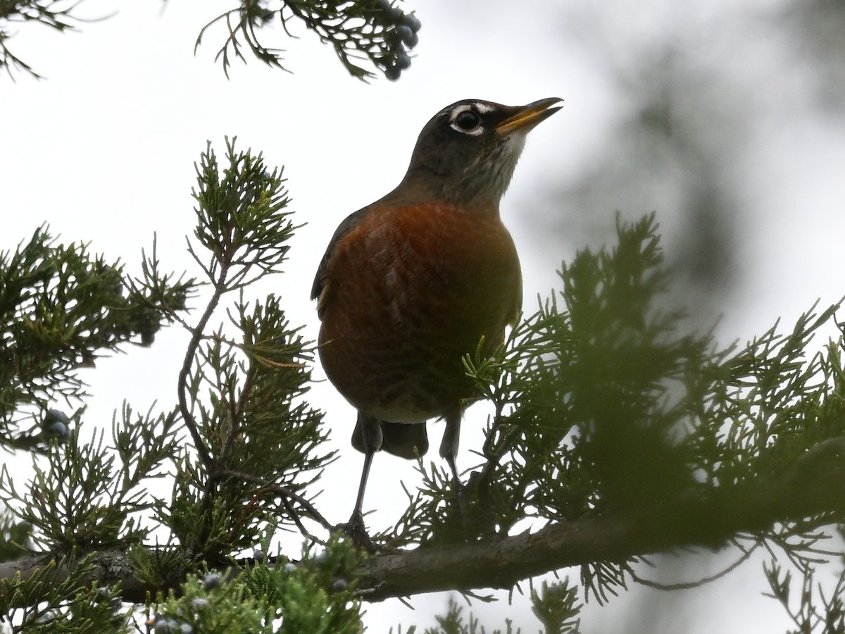 American Robin - ML625933581