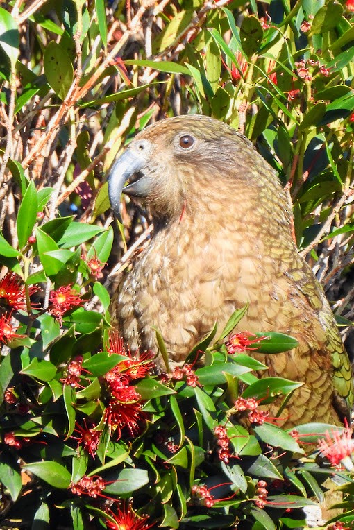 Kea - ML625933591