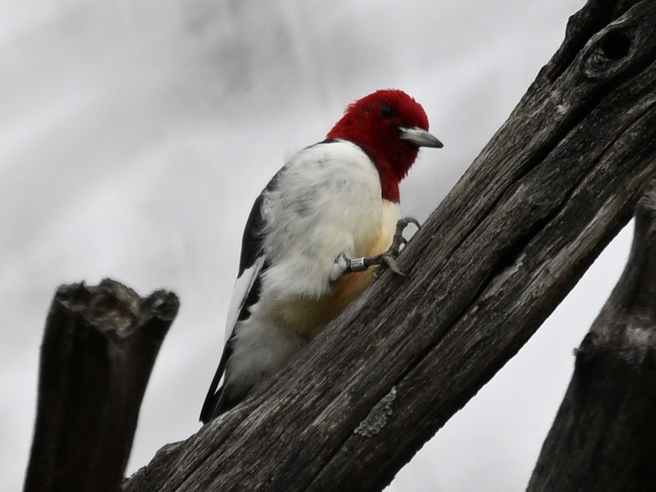 Red-headed Woodpecker - ML625933615