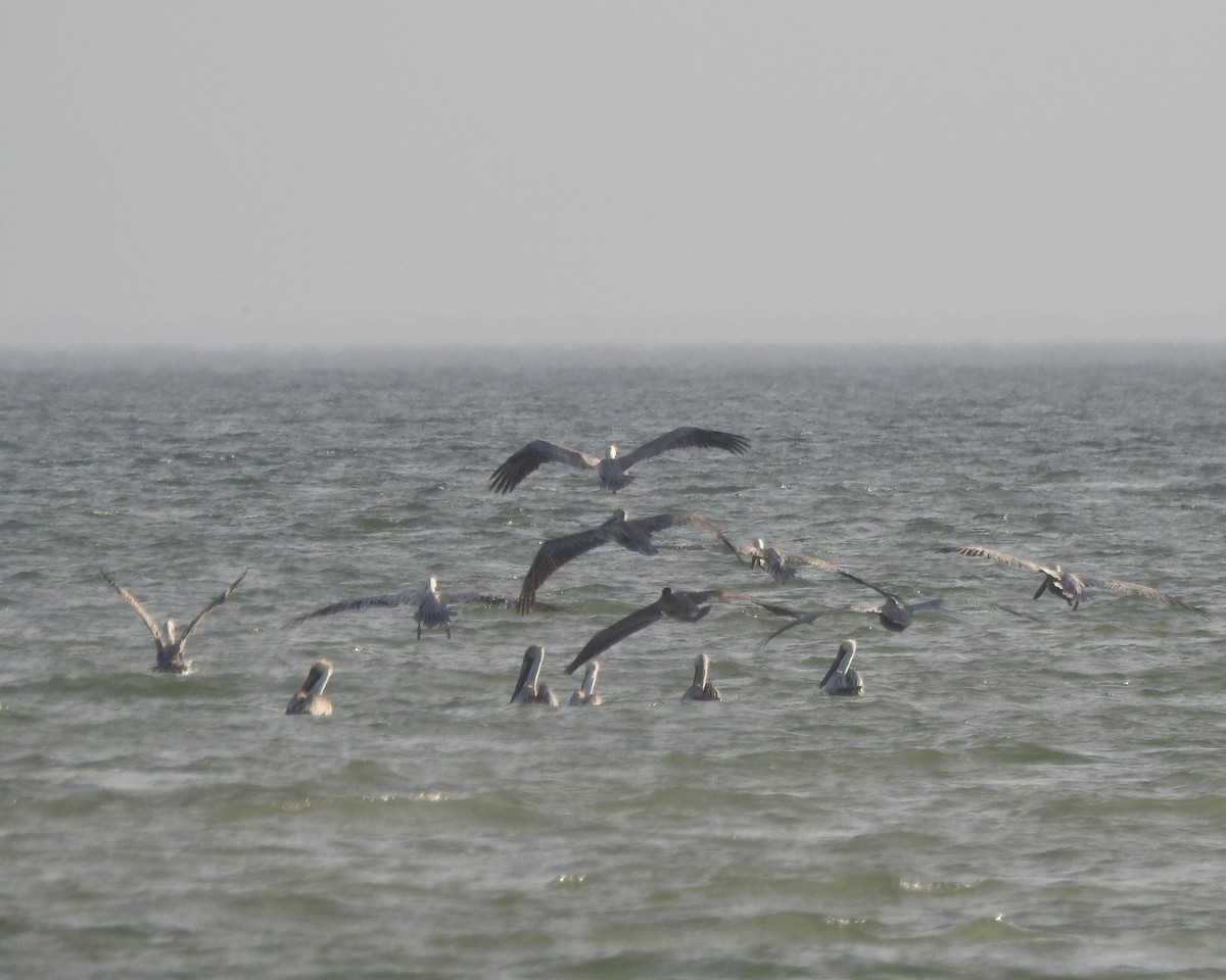 Brown Pelican - ML625933699