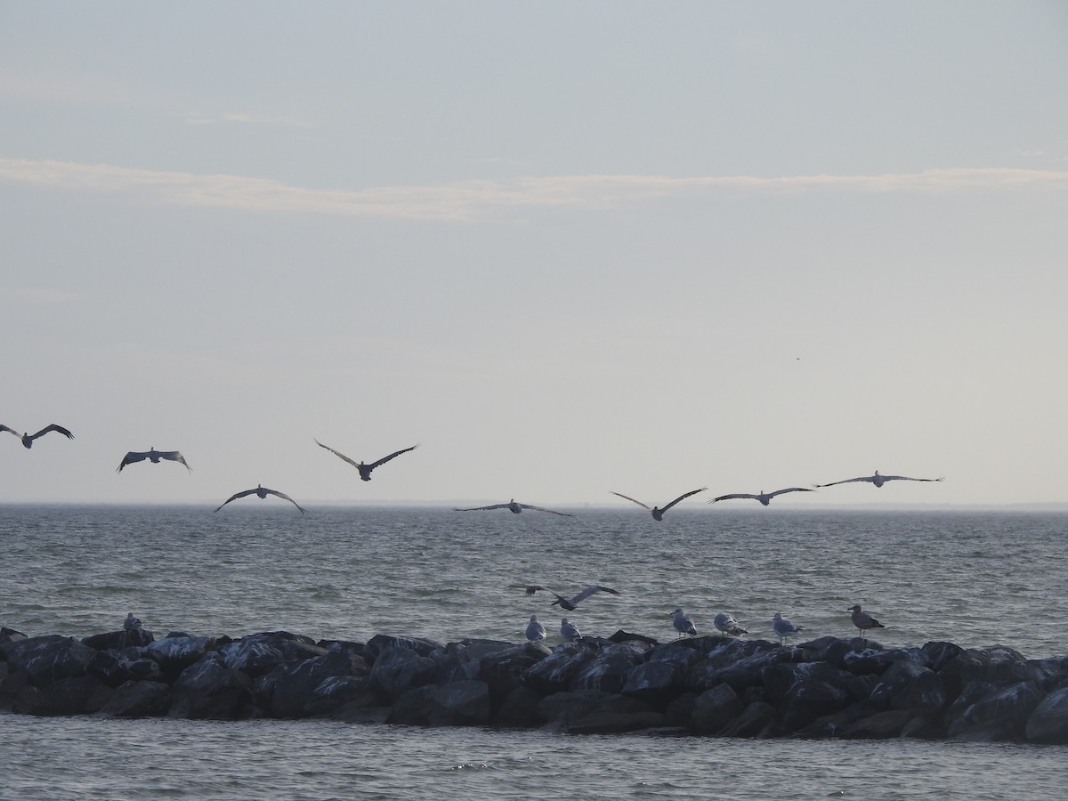 Brown Pelican - ML625933702