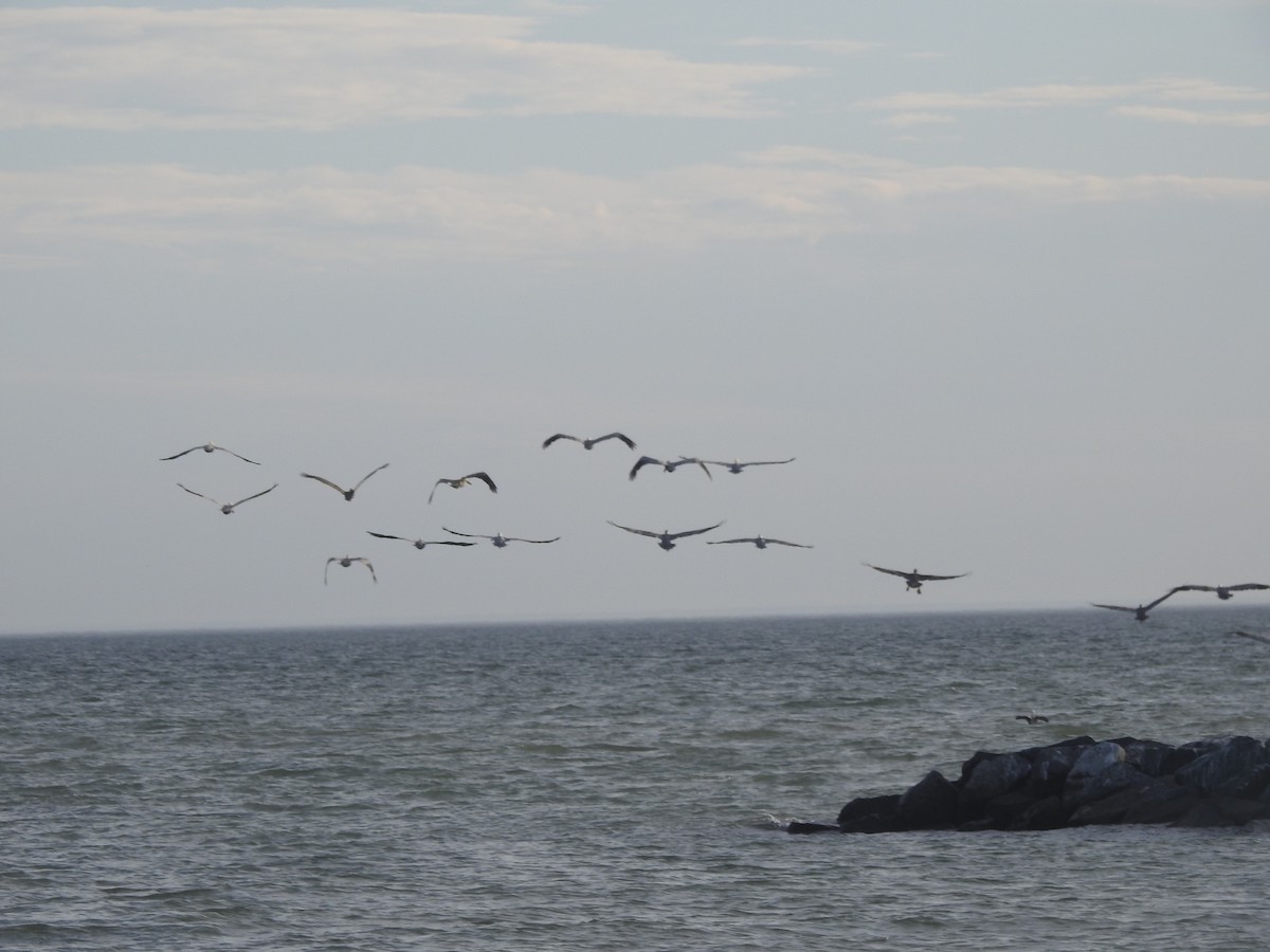 Brown Pelican - ML625933703