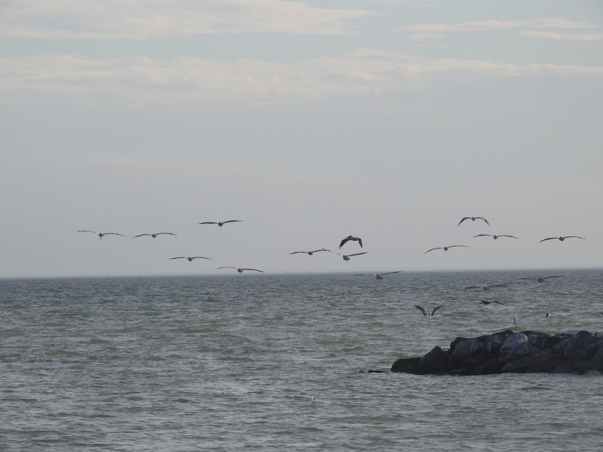 Brown Pelican - ML625933704