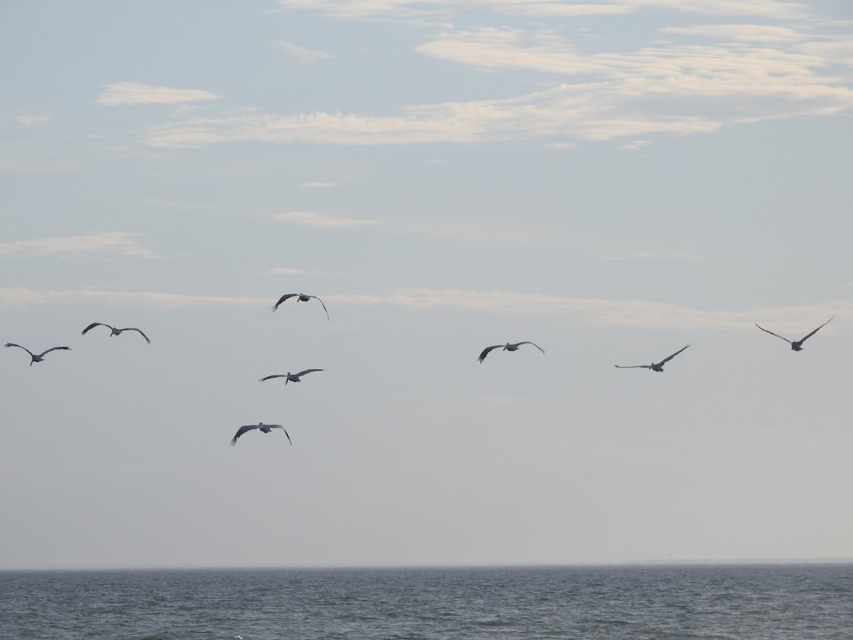 Brown Pelican - ML625933706