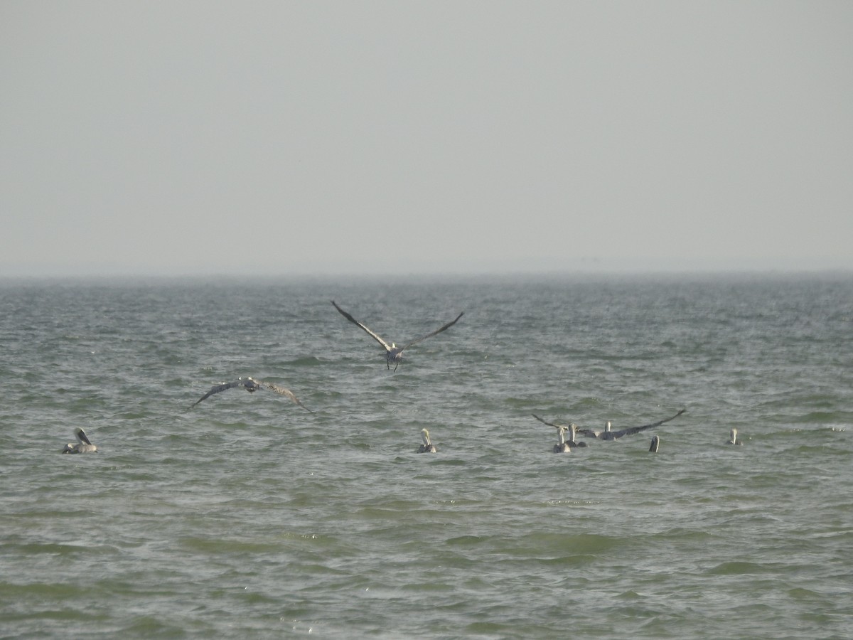 Brown Pelican - ML625933707