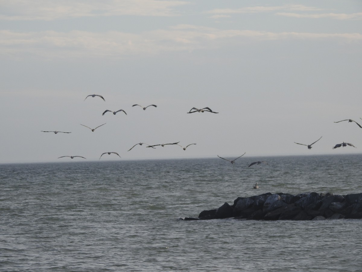 Brown Pelican - ML625933708