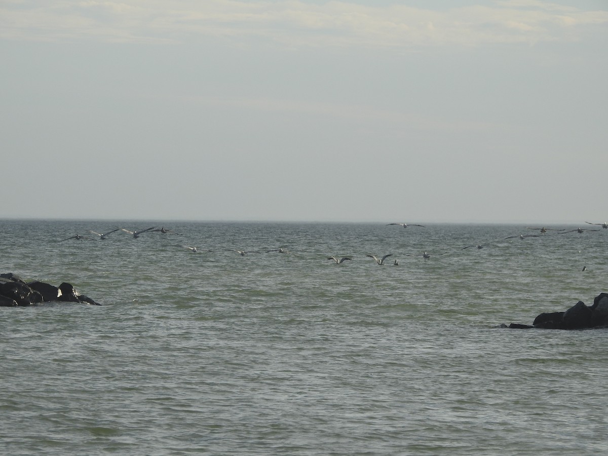 Brown Pelican - ML625933709