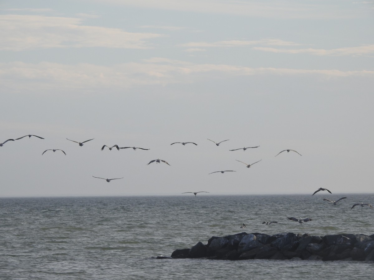 Brown Pelican - ML625933710