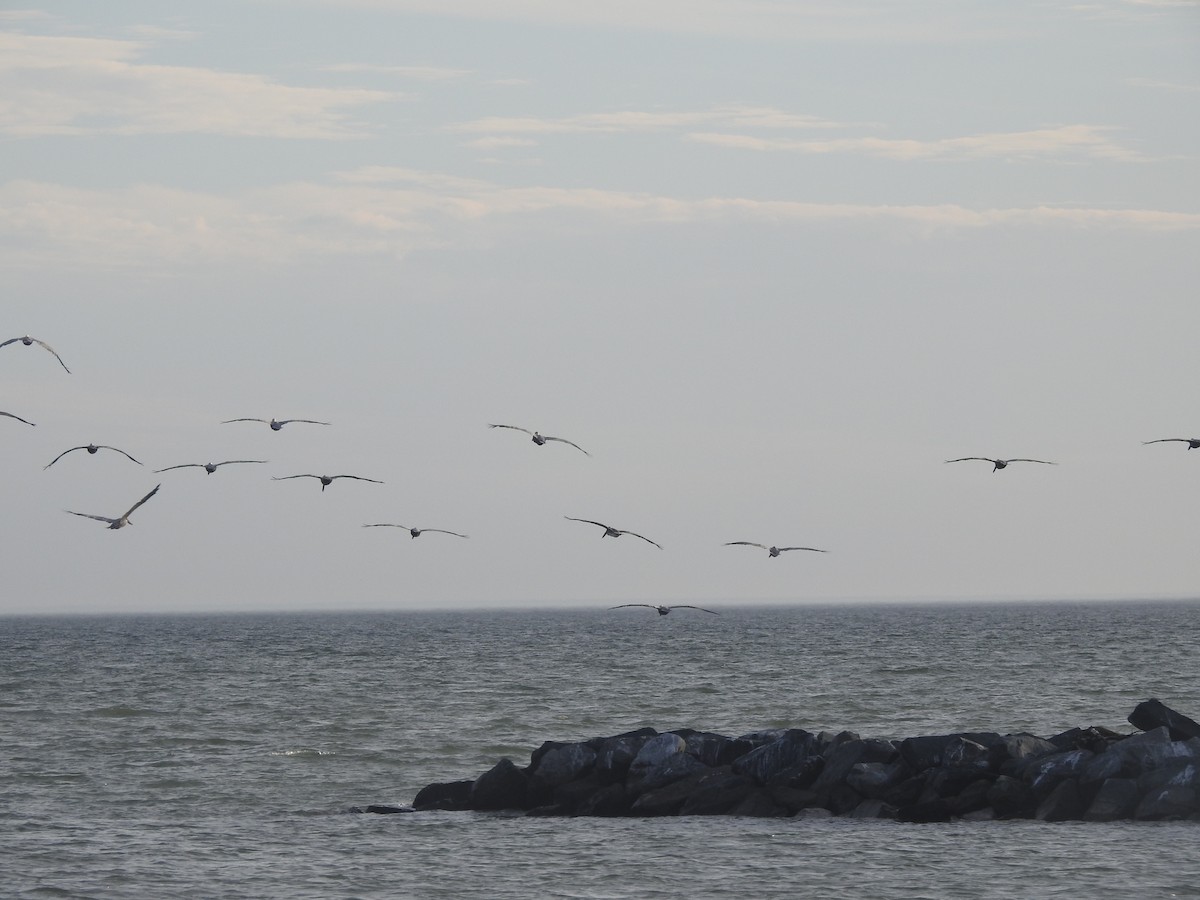 Brown Pelican - ML625933712