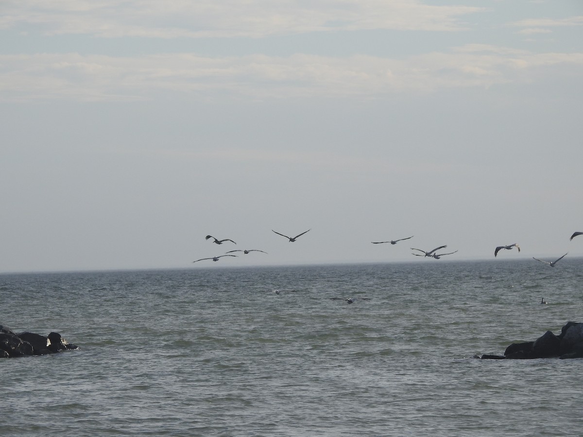 Brown Pelican - ML625933713