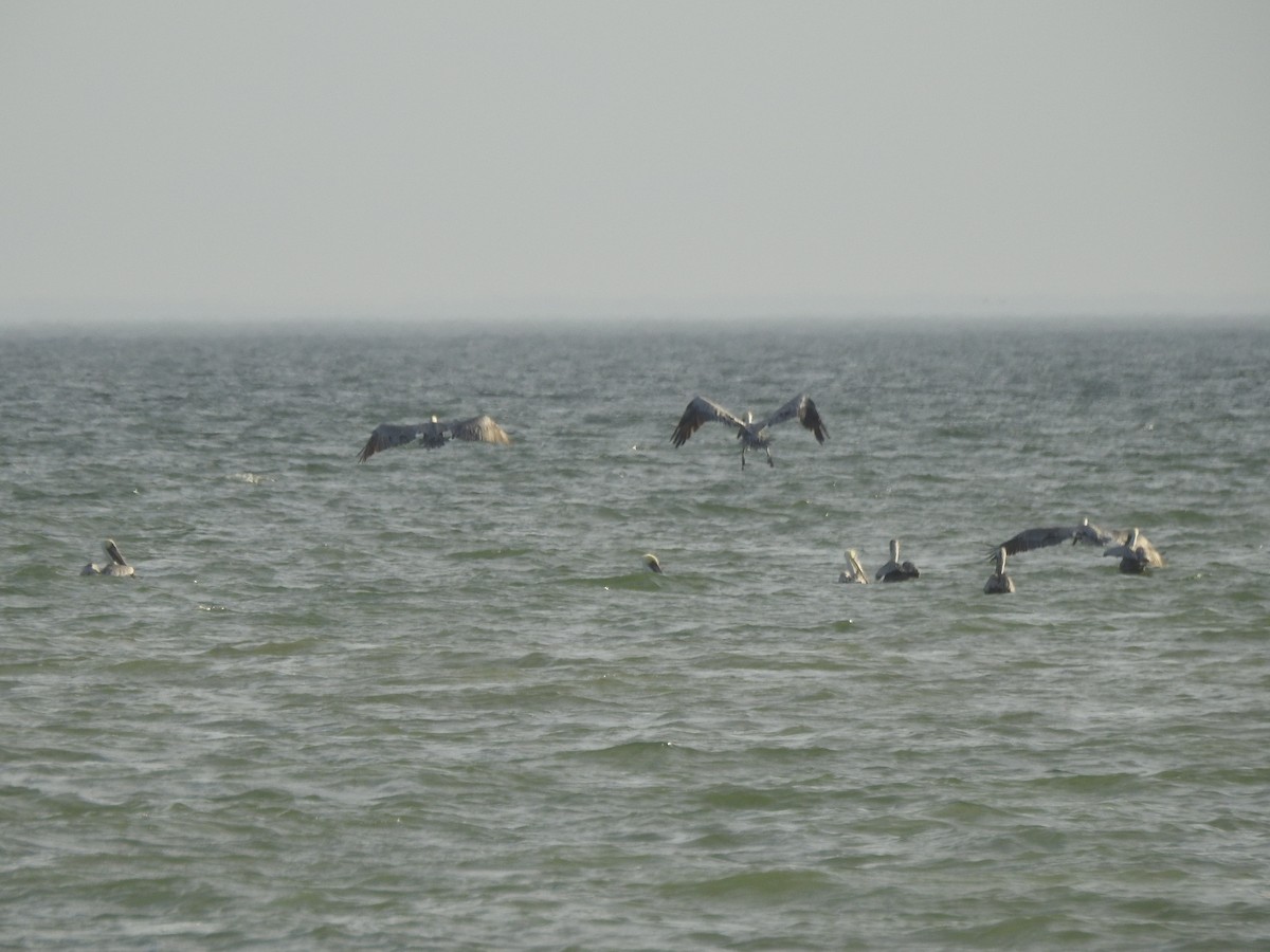 Brown Pelican - ML625933716