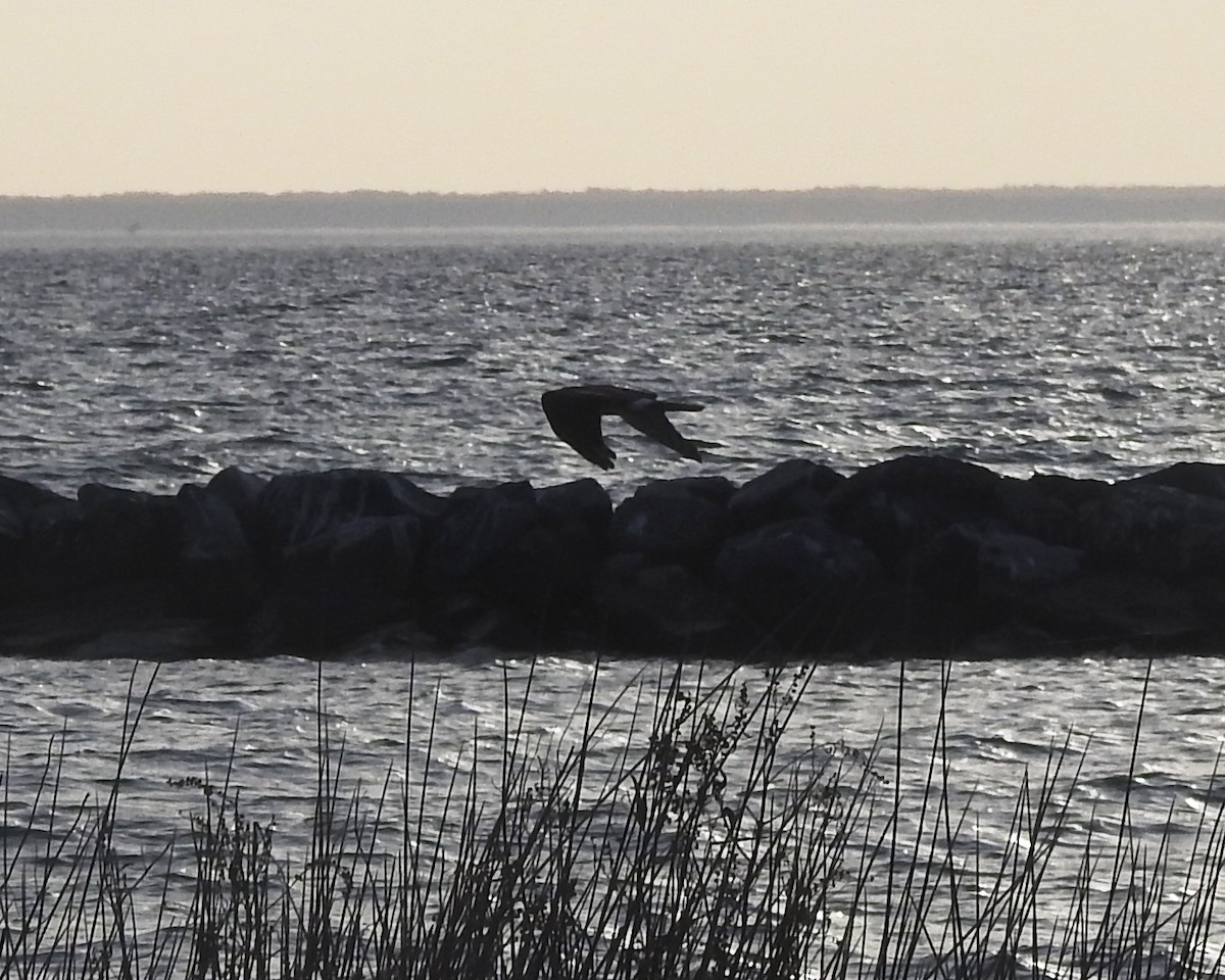 Northern Harrier - ML625933727