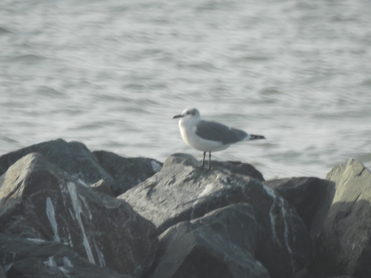 Laughing Gull - ML625933768