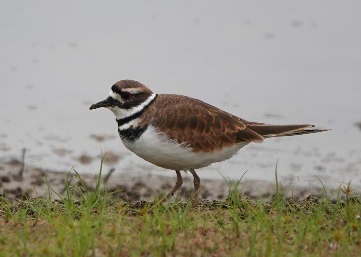 Killdeer - ML625933797